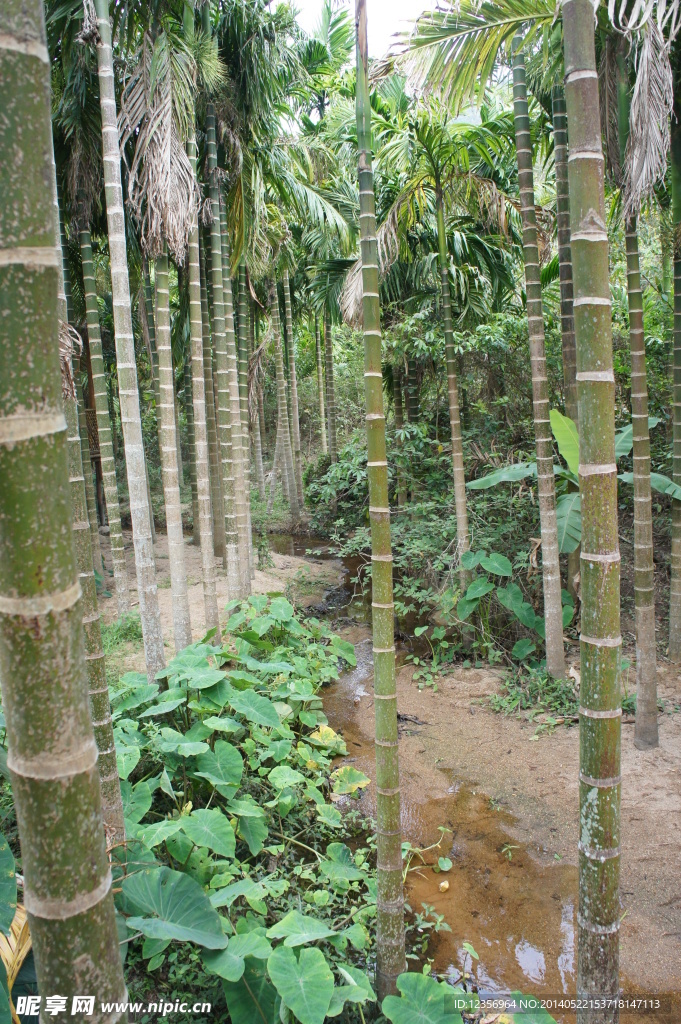 竹林