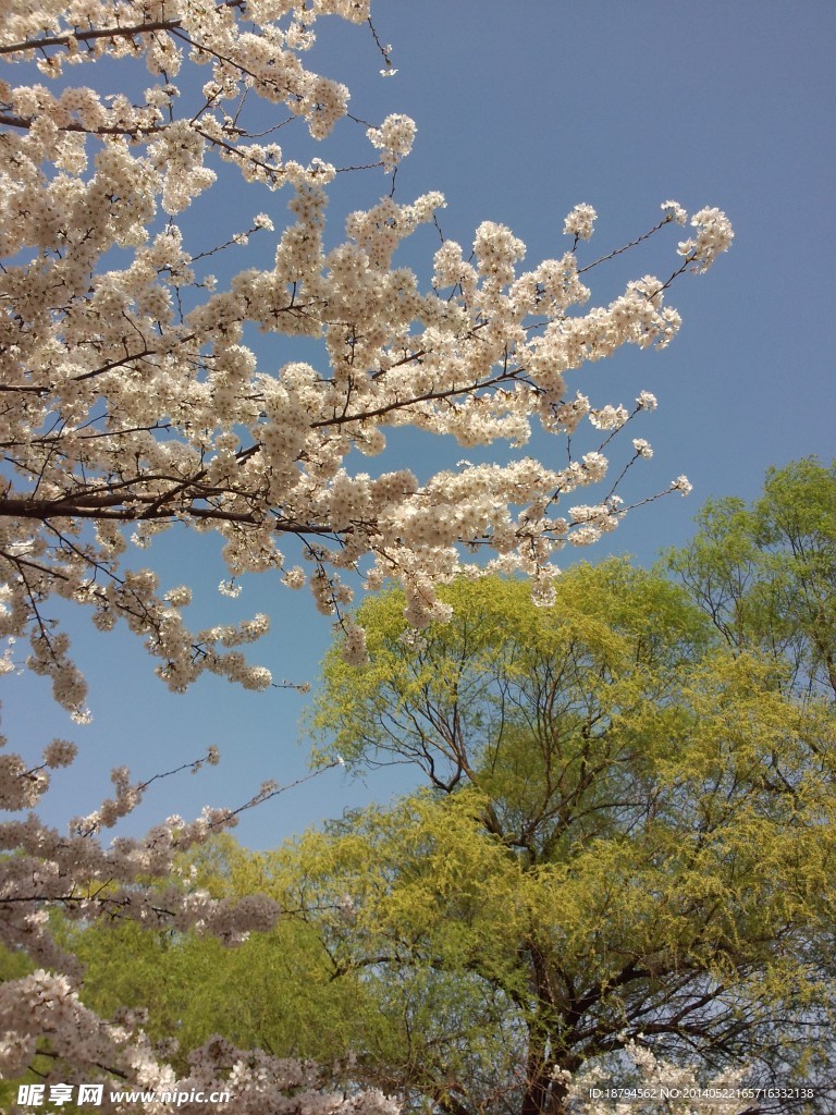 樱花垂柳