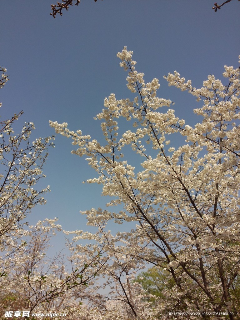 樱花