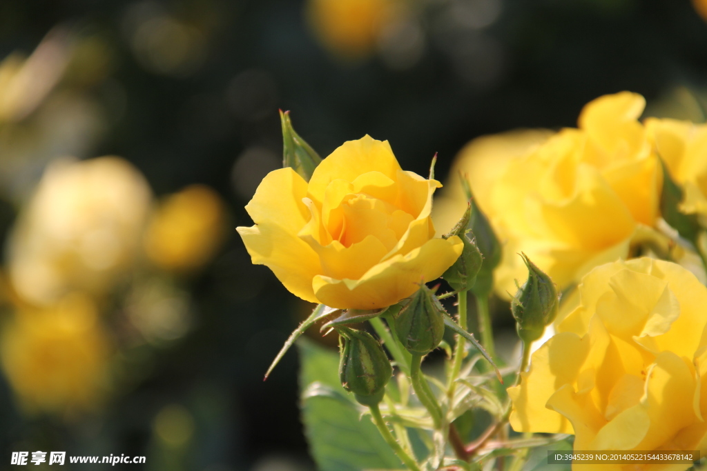 月季花 月月红