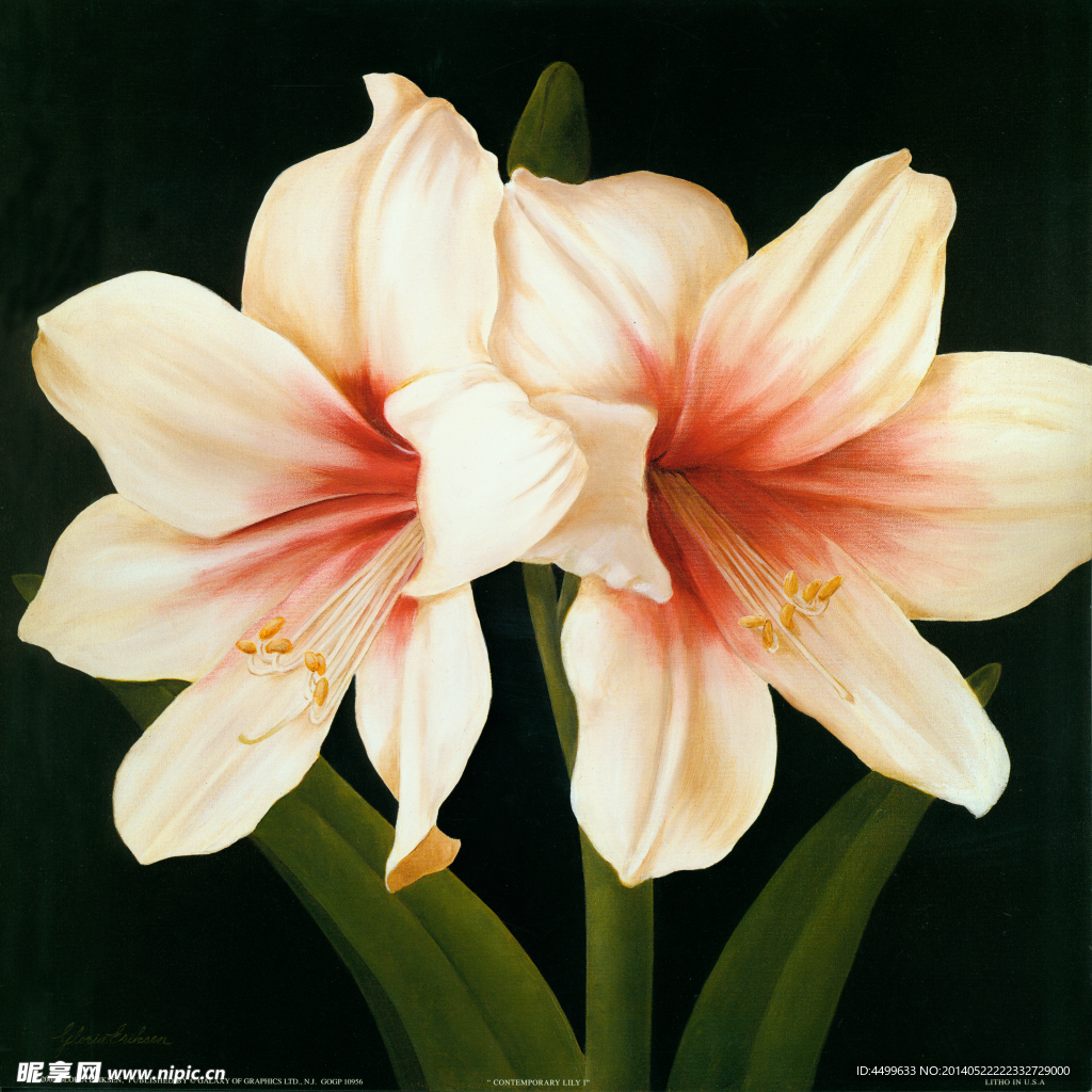 百合花