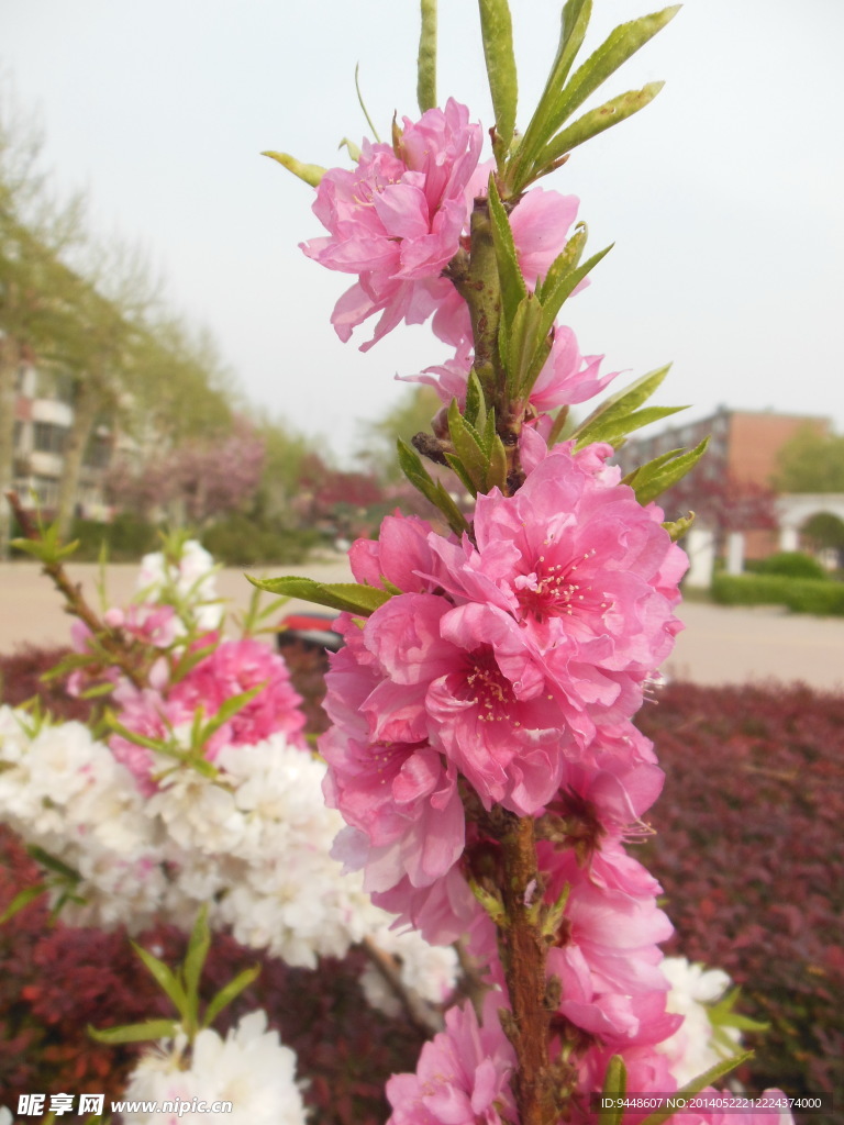 碧桃花