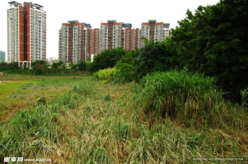 深圳龙岗河景观