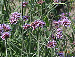 蜜蜂与薰衣草