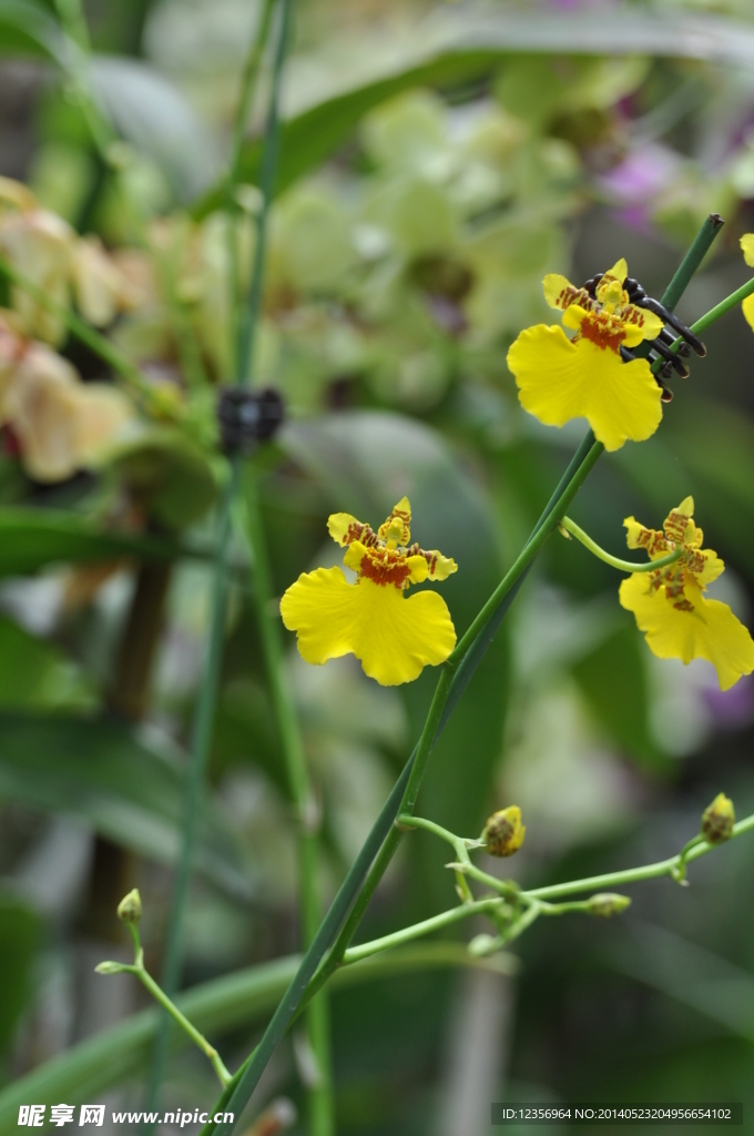 黄花