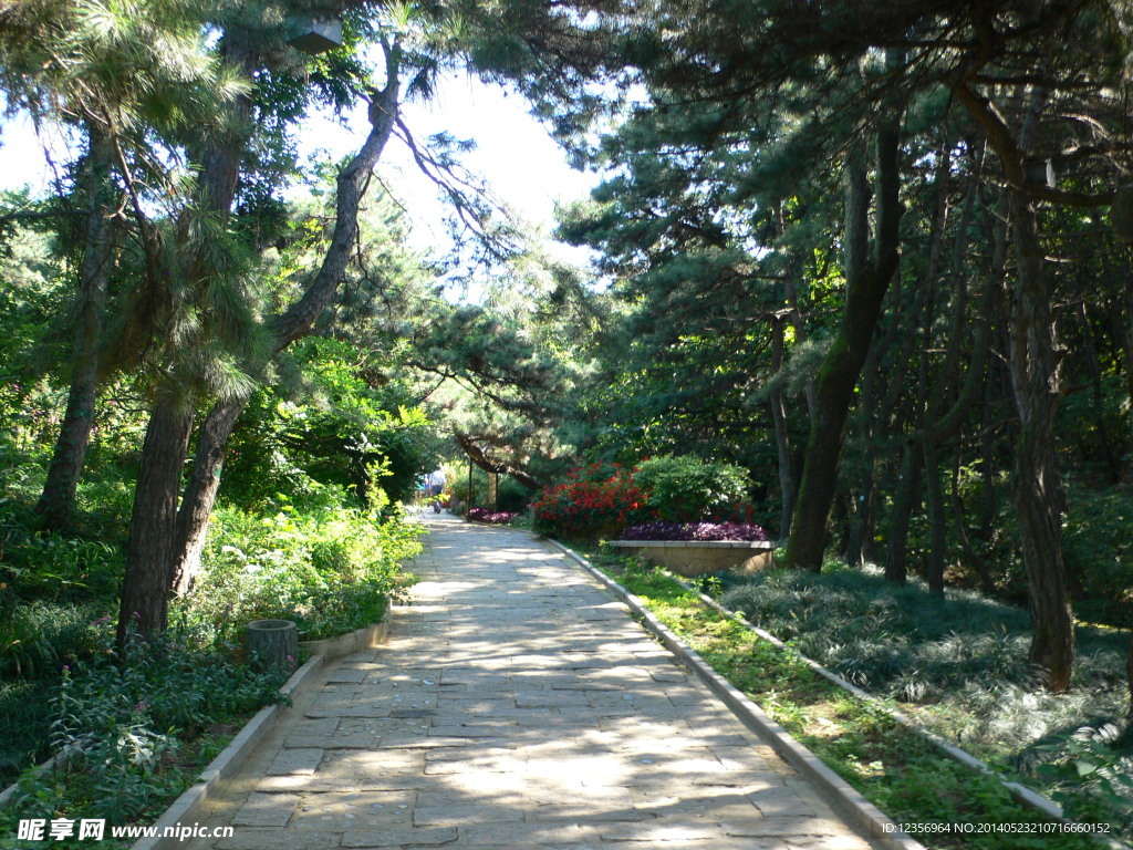 林荫路