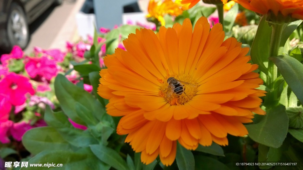 菊花