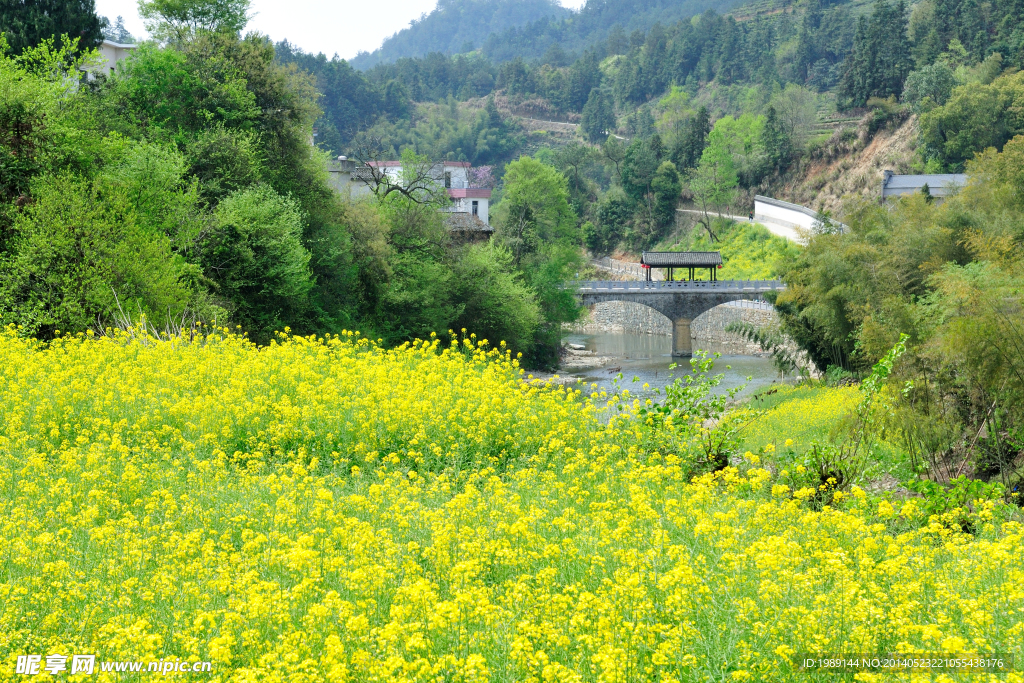 油菜花