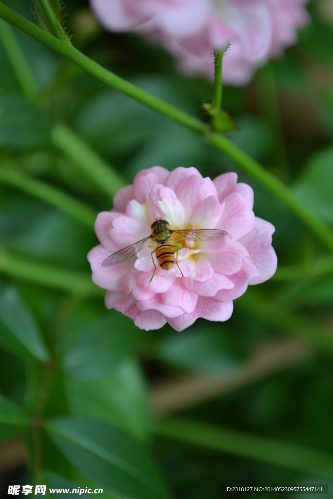 蜜蜂和花