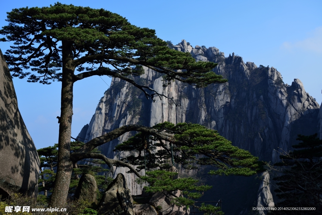 黄山迎客松