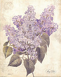 花卉 无框画