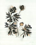 植物绘画