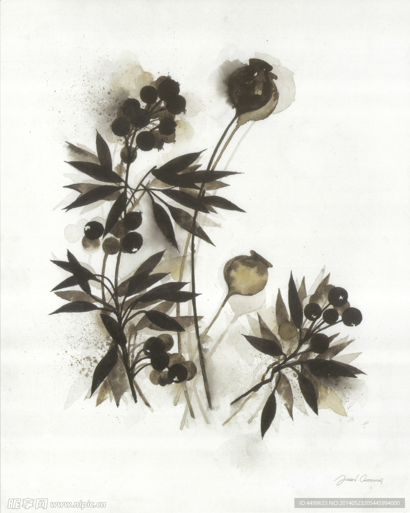 植物绘画