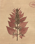 植物 装饰画