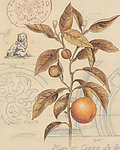 植物 装饰画