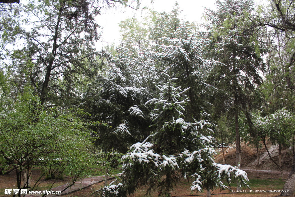 雪后青松