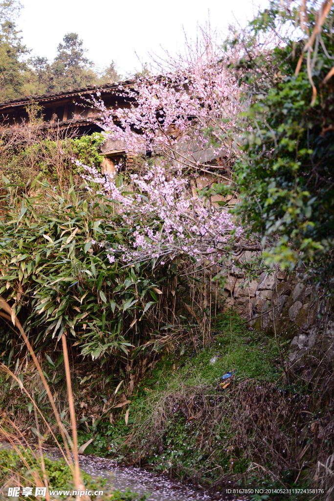 小舟山村 青田