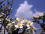 梨花