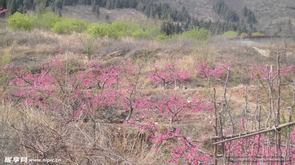 桃花
