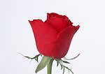 玫瑰花