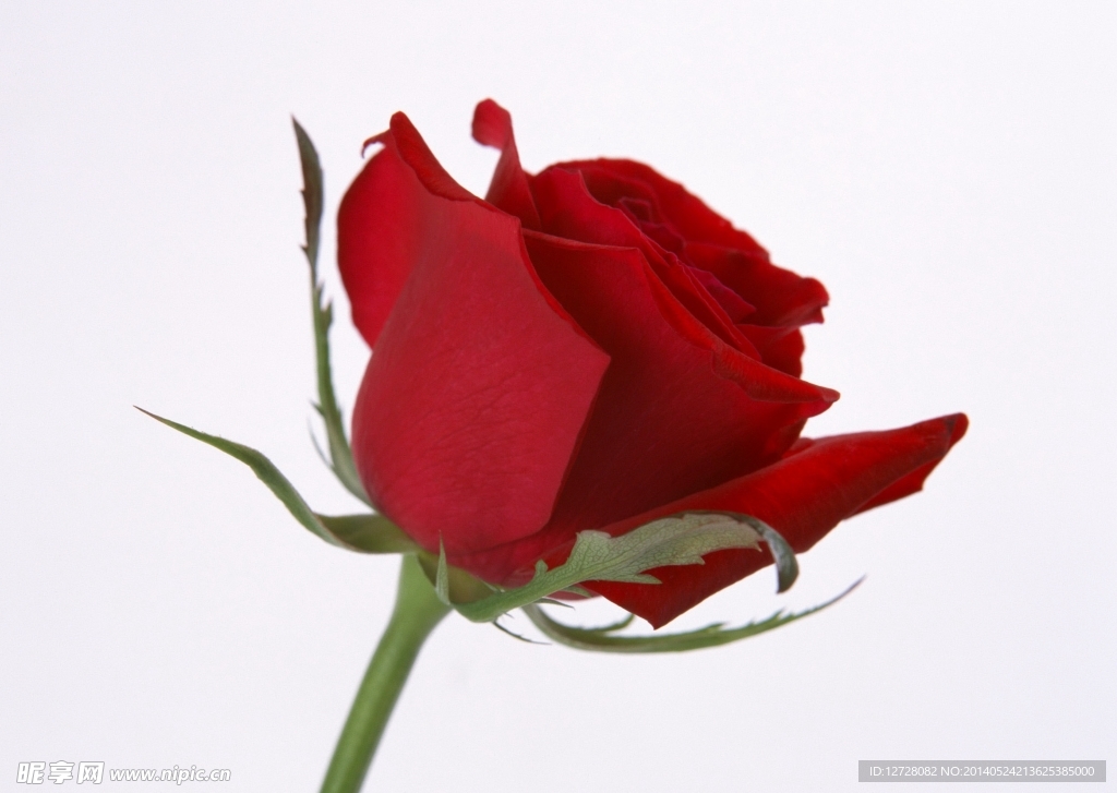 玫瑰花