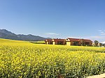 油菜花小屋