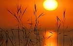 夕阳