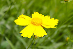 金鸡菊