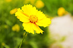 金鸡菊
