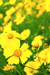 金鸡菊
