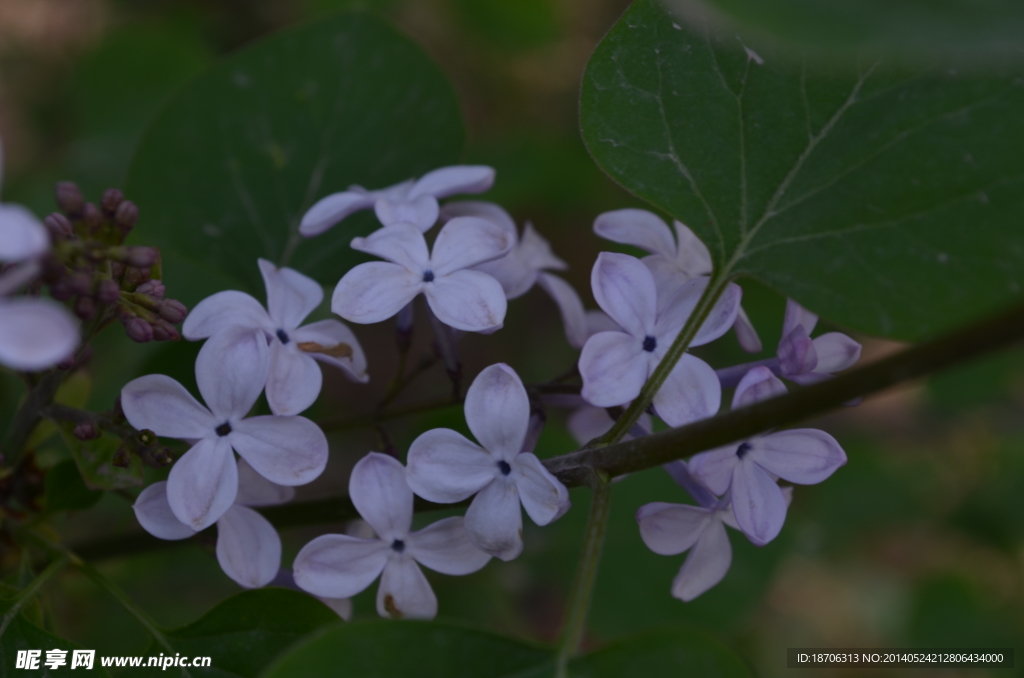 紫色小花