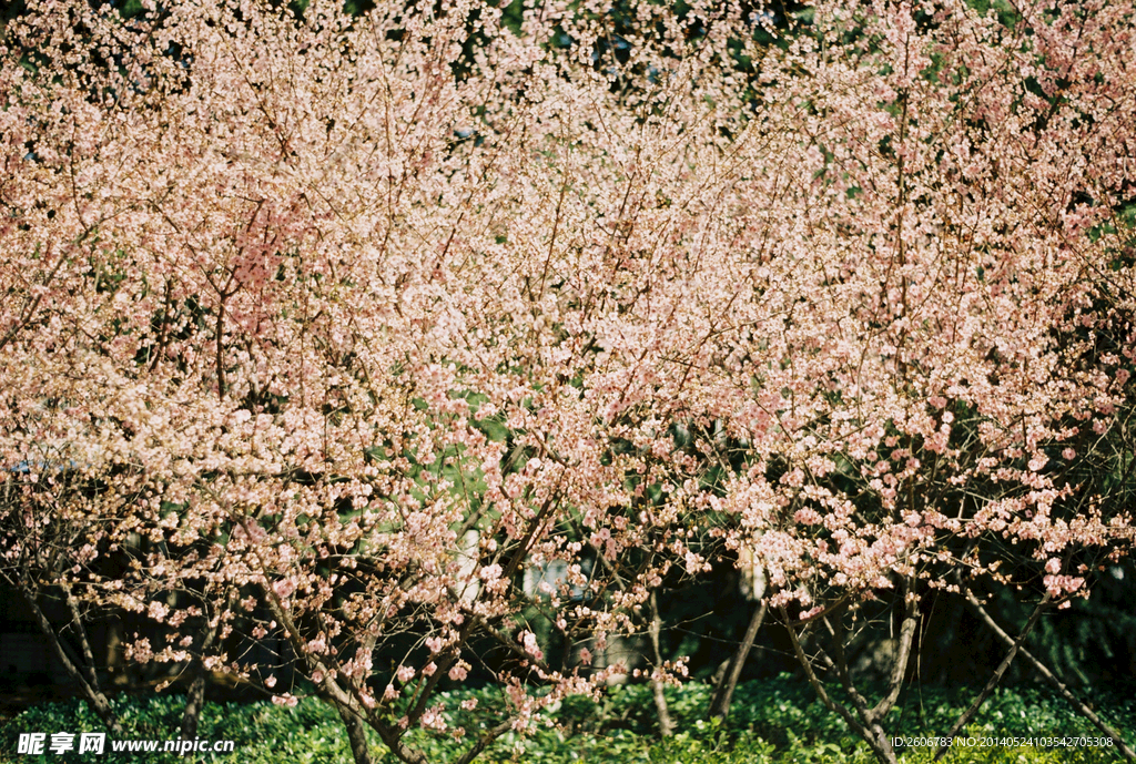 樱花林