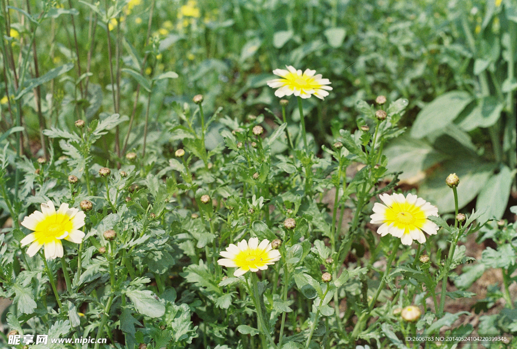 小野菊