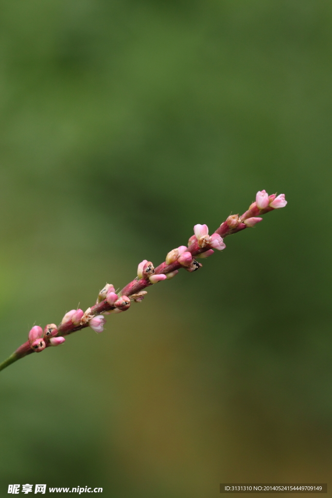 春芽图片