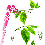 树叶 花瓣