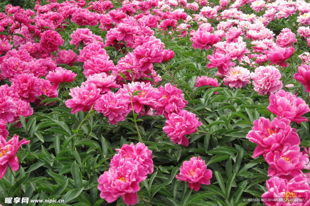芍药花