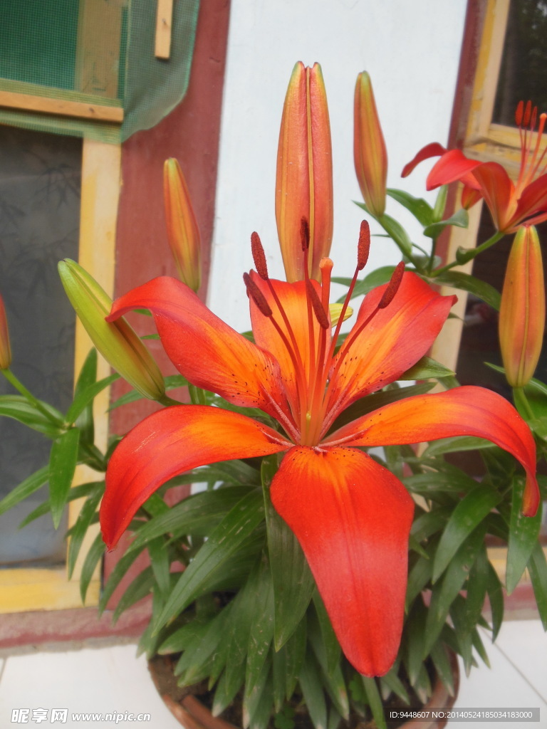 百合花