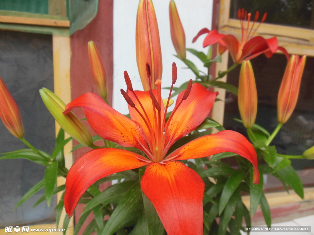 百合花