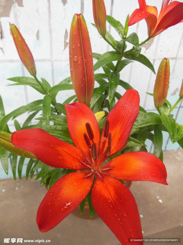 百合花