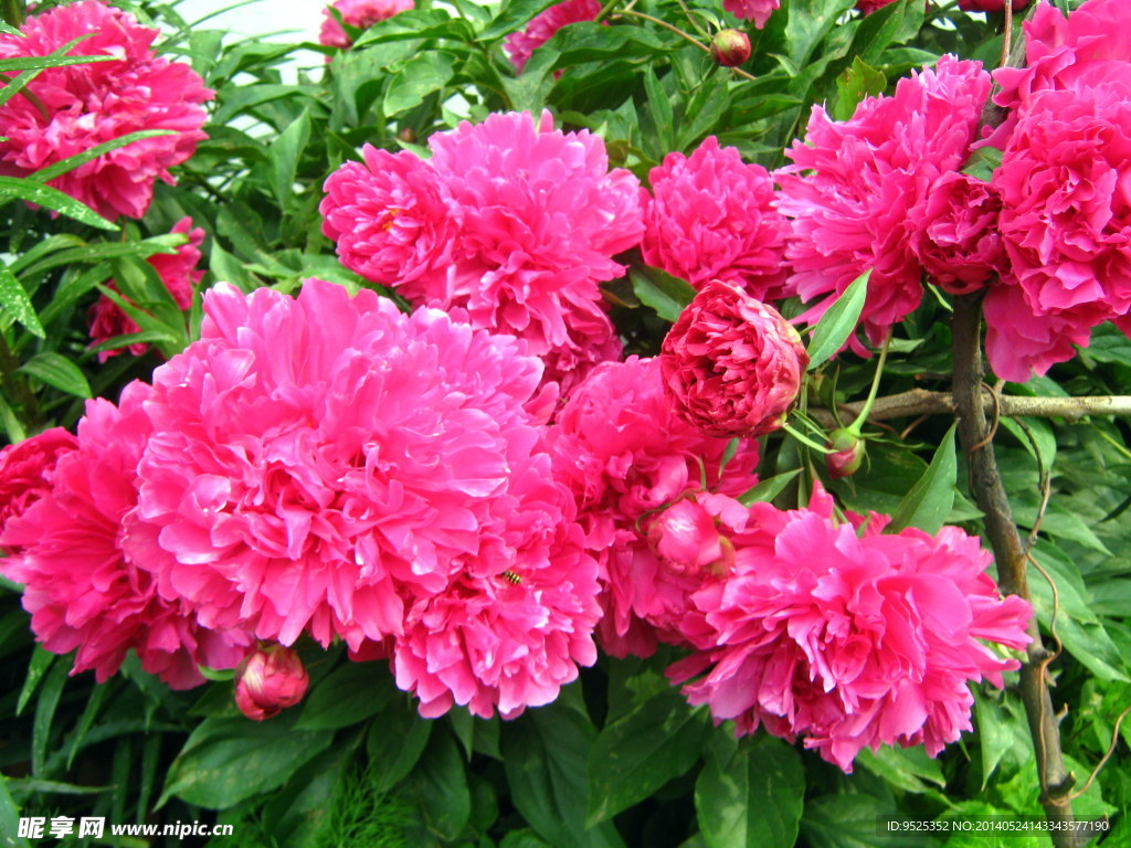 芍药花
