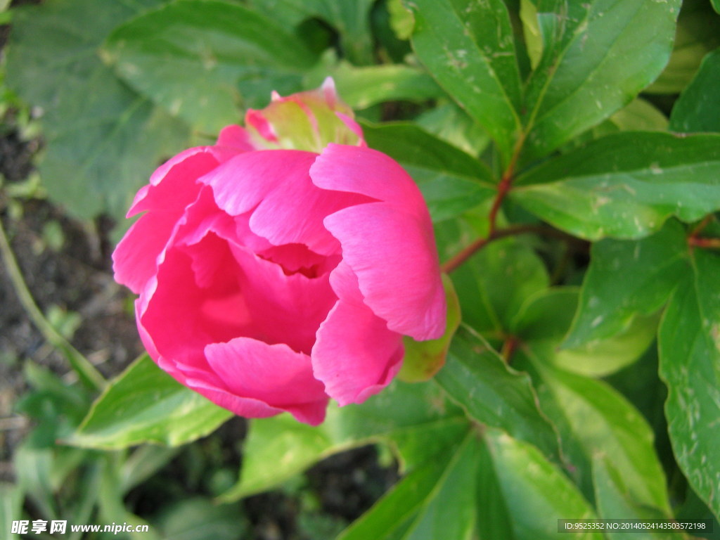 芍药花