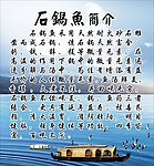 石锅鱼简介