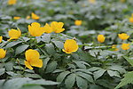 花草