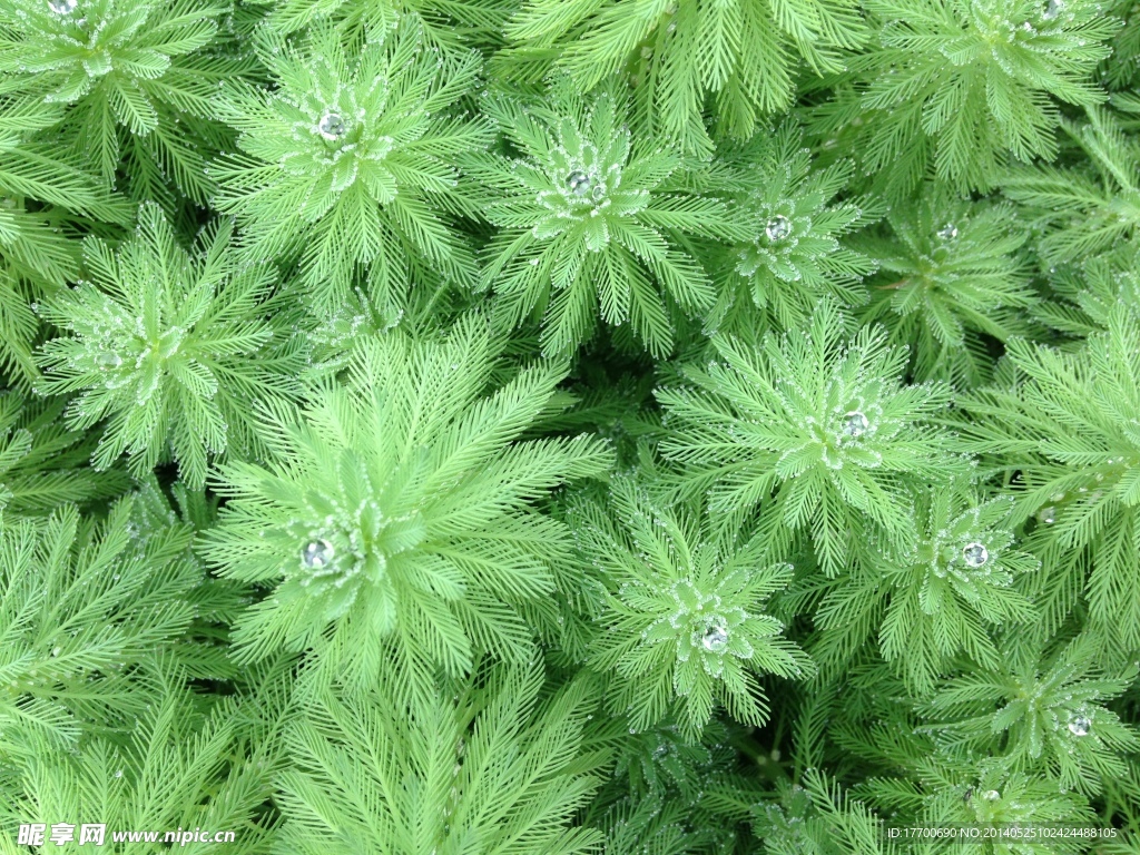 水草