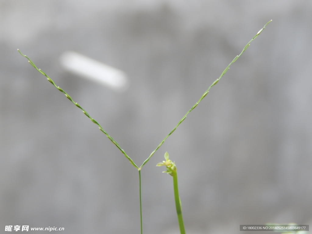 小草