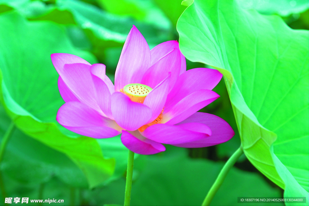 荷花