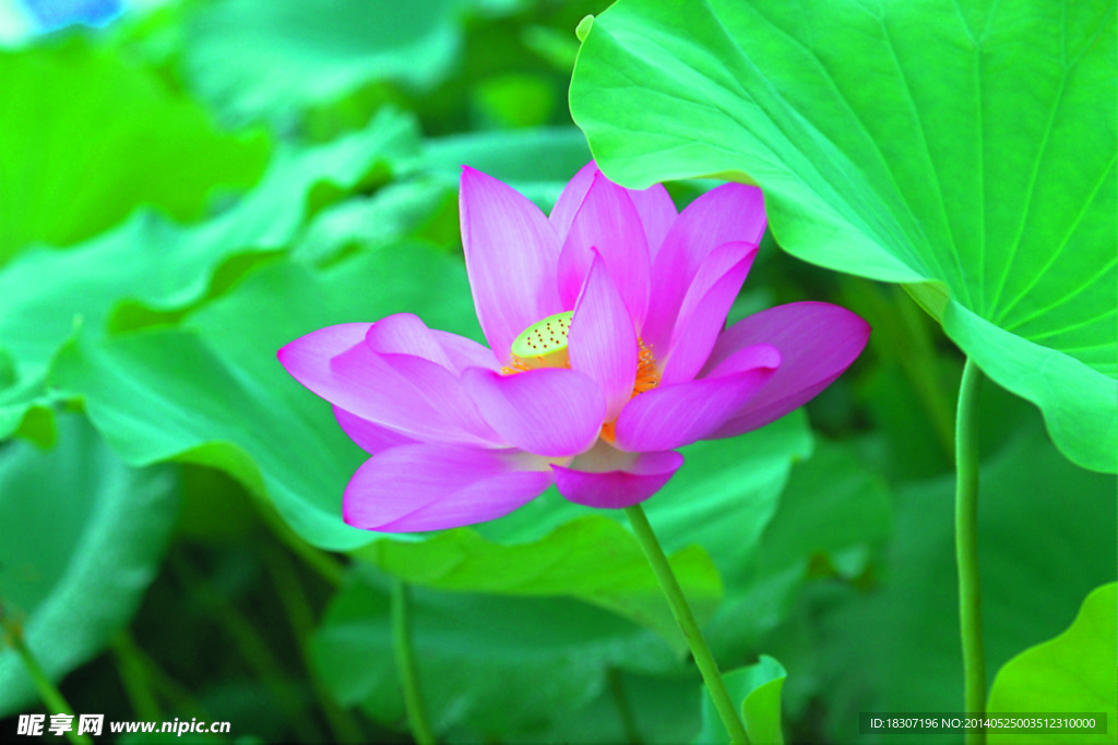 荷花