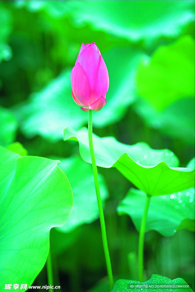 荷花