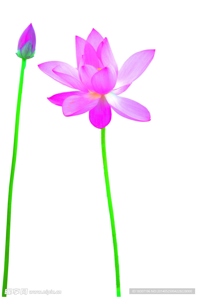 荷花