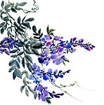藤上的梅花